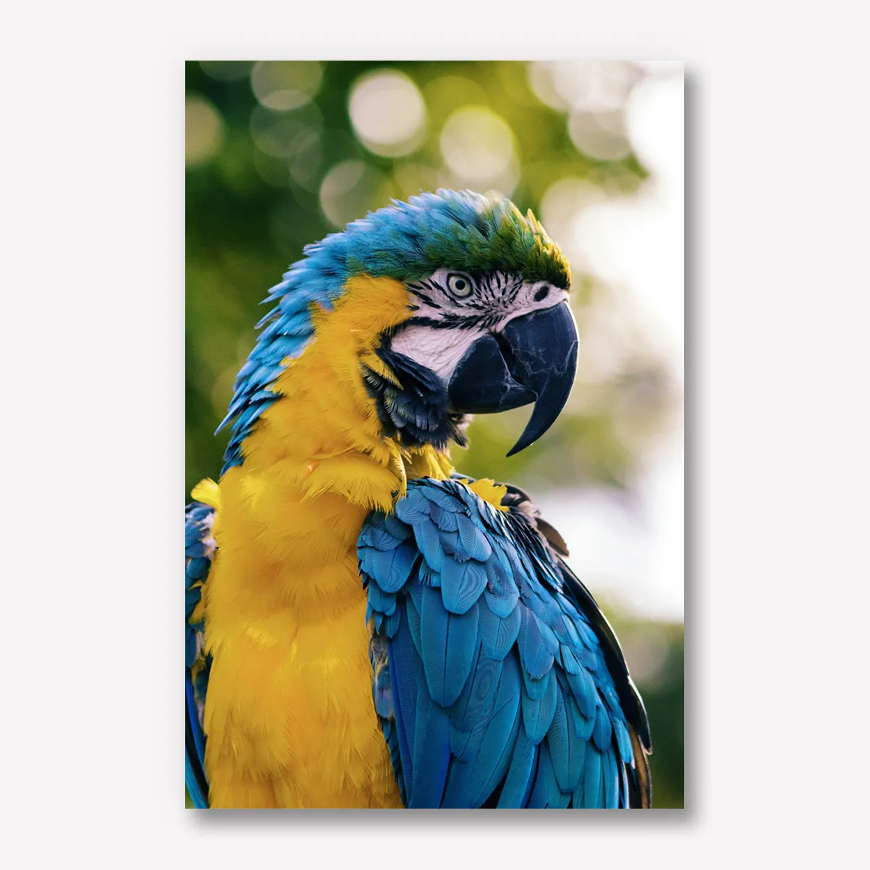 Foto op karton 50x70