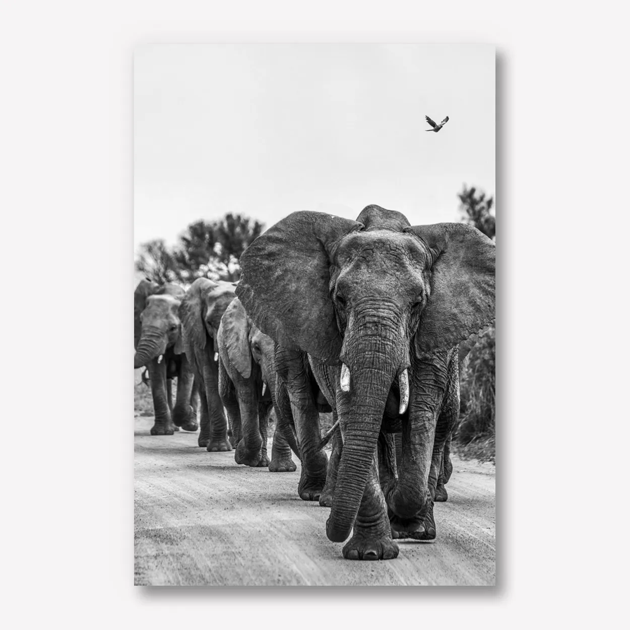 Foto op karton zwart wit 60x90