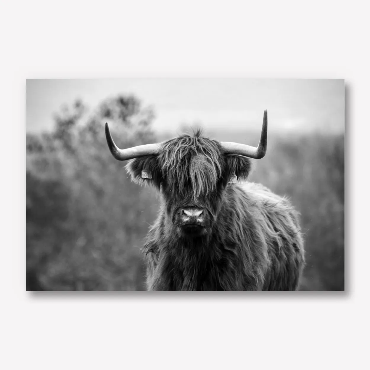 Foto op karton zwart wit 70x50