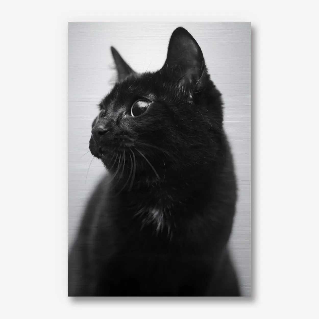 Foto op aluminium zwart wit 60x90